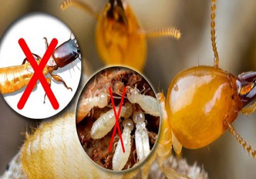 TẠI SAO BẠN PHẢI DIỆT MỐI NGAY TỪ BÂY GIỜ? – SỬ DỤNG DỊCH VỤ NÀY Ở ĐÂU UY TÍN?