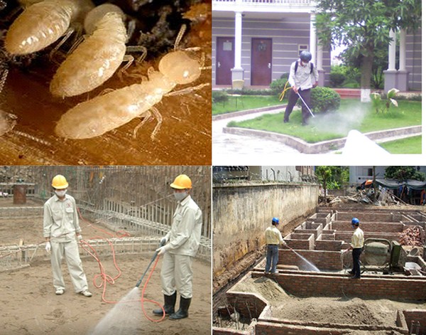 Dịch vụ diệt mối tận gốc