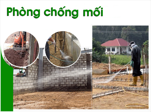 Chống Mối Công Trình