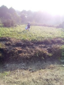 KINH NGHIỆM DIỆT CHUỘT BẢO VỆ MÙA MÀNG