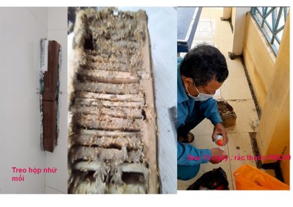 DIỆT MỐI TẠI THÁI BÌNH – CÁCH DIỆT MỐI BẰNG HỘP NHỬ – QUY TRÌNH 3 BƯỚC